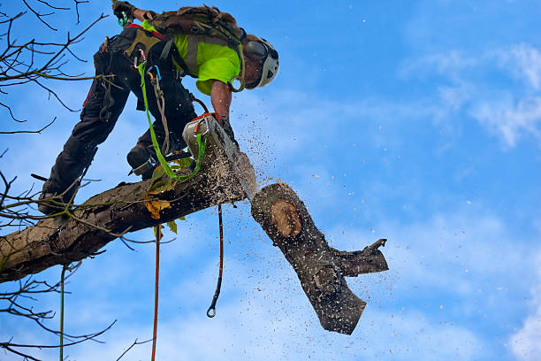 Best Weed Control  in Clarendon Hls, IL